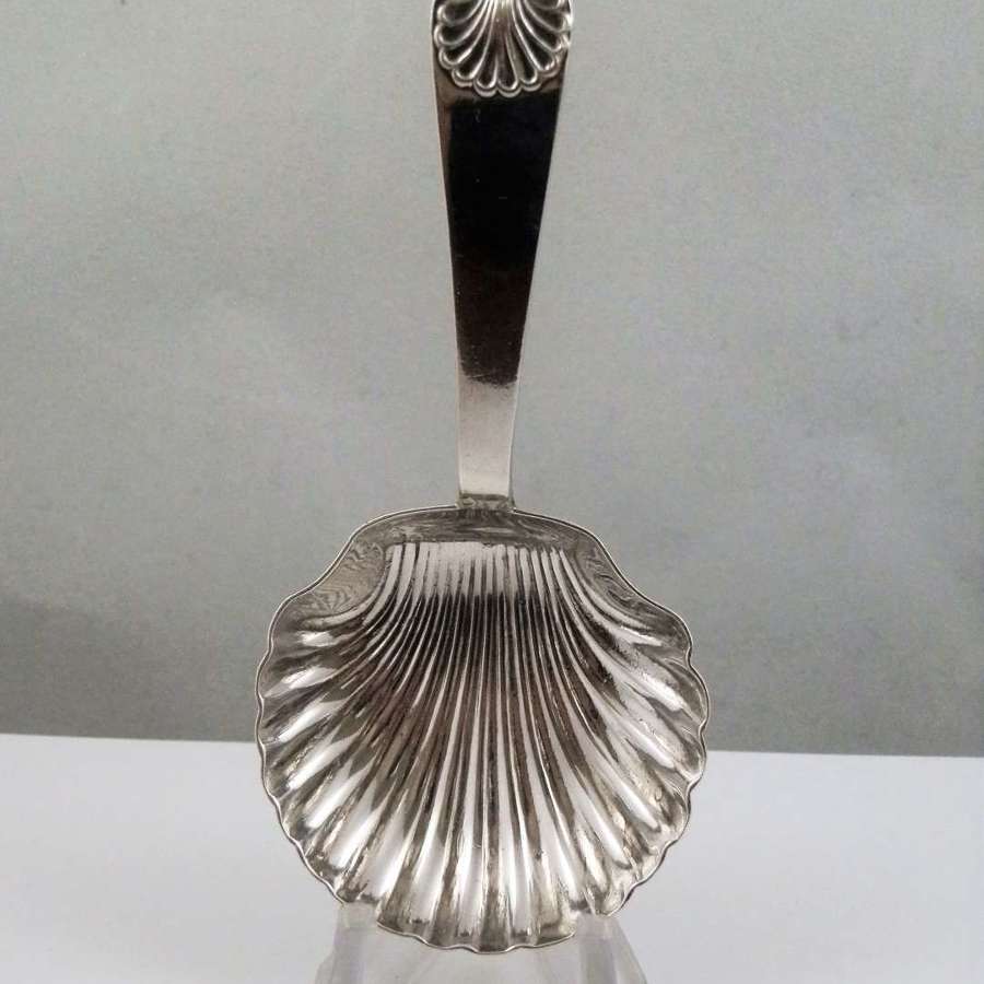 Edwardian silver shell bowl caddy spoon, Sheffield 1903